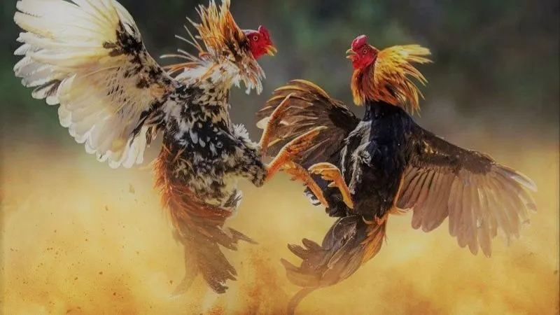 truc-tiep-da-ga-cua-dao